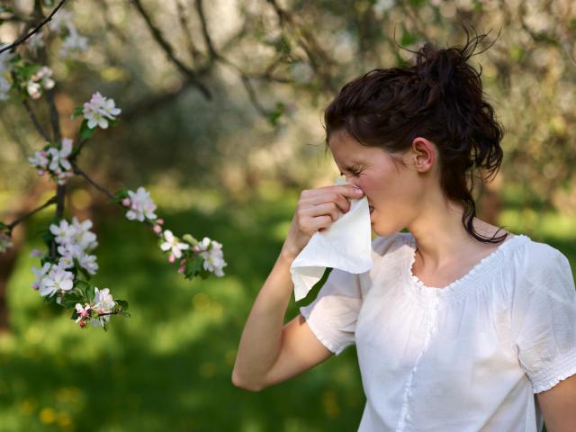 An average of one in three New Zealanders suffer some sort of allergy, but pollen is among the worst offenders. Photo: Getty Images