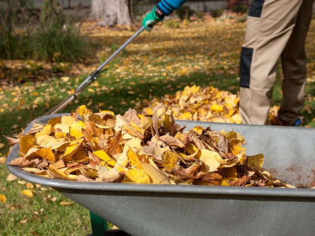 Rake up leaves around plants and other areas. Photo: Getty Images