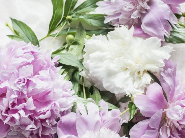 Peonies are in season in November. Photo: Getty Images 