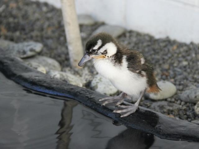 Whio (blue duck) at the Isaac Conservation and Wildlife Trust