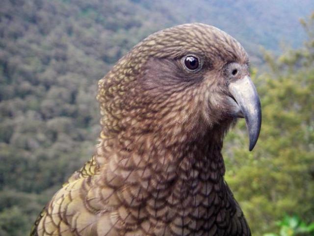 Kea have died during previous 1080 drops. Photo: Stephen Jaquiery/ODT