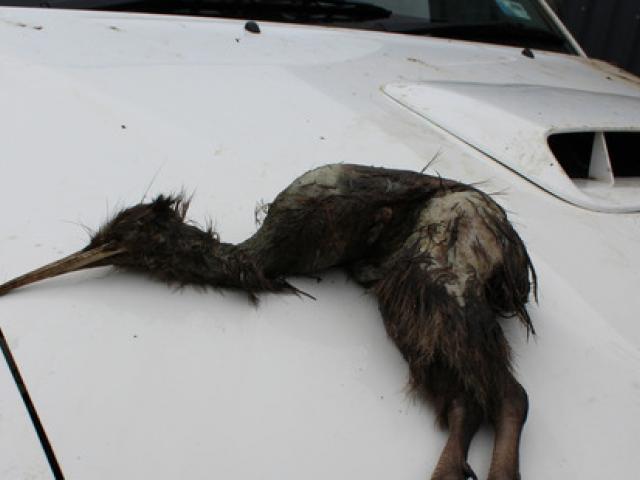 Dead Skinned Kiwi Found On Fence Otago Daily Times