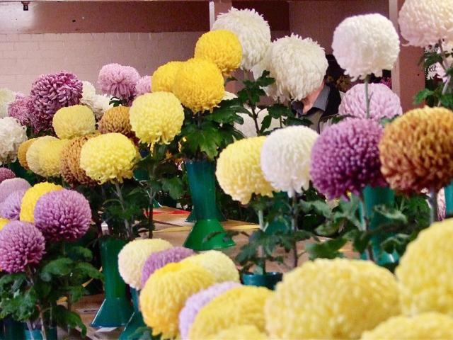Ball varieties of chrysanthemum at a Dunedin show. PHOTOS: GILLIAN VINE