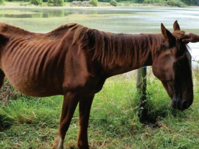A chestnut gelding was found in emaciated condition by SPCA. 