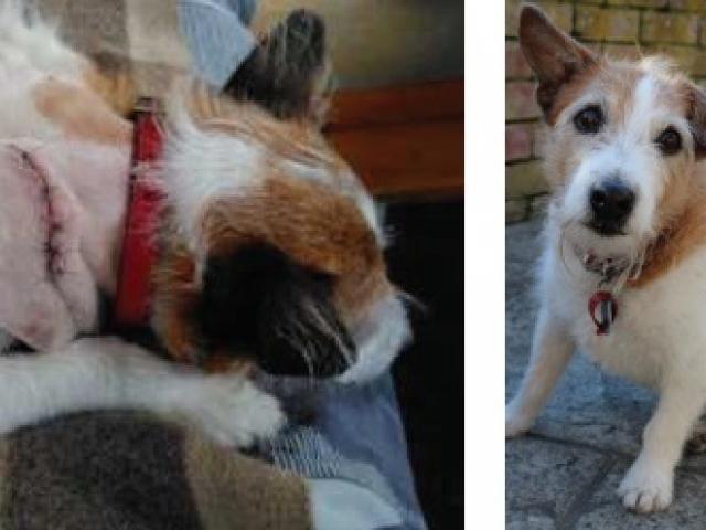 Skipper, an elderly Jack Russell, was stabbed in the right side of his neck and shoulder by a...