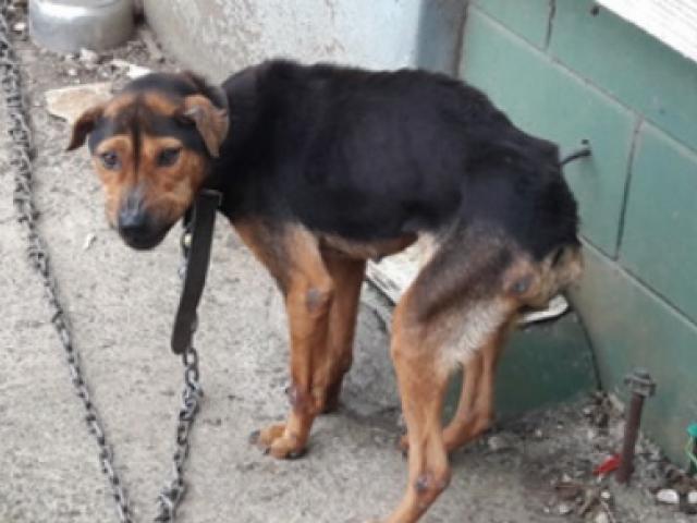 SPCA Inspectors found Nellie chained to a house and living amongst debris. 