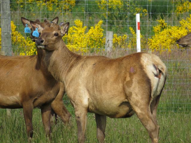 Young sires . . . Three-year-old bulls at Connemara. PHOTO: SUPPLIED