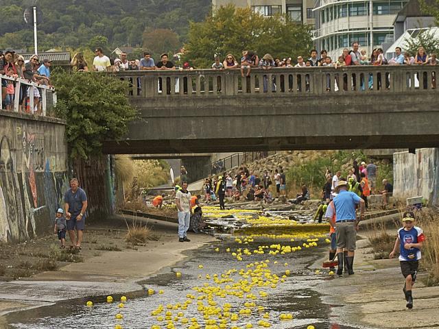 Best seat in the house . . . Dunedin residents gather to watch the Great Dunedin Duck Race.