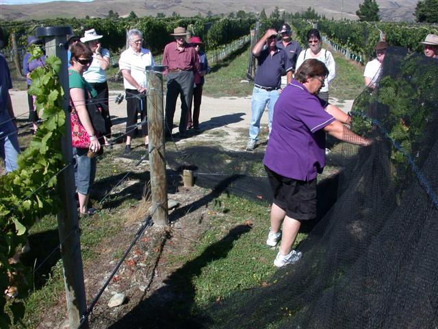 Fruit of the vine . . . Jude Sparks (right foreground) of Waitaki Valley Viticulture Services...