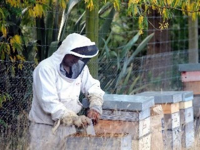 beekeeper_martin_laas_of_mosgiel_checks_sticky_str_4fbcbf12df.jpg