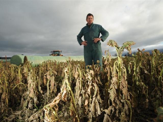 Taieri dairy farmer Shane Hildred stands in a devastated crop of chou moellier yesterday. The 12...