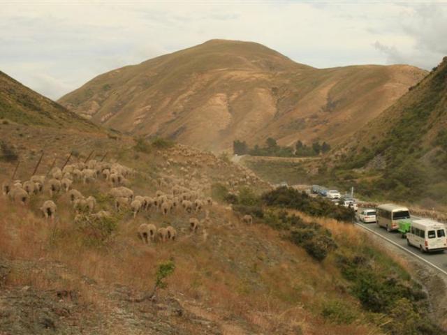 The Munro family of Otematata still drove their sheep over the Lindis Pass to fresh grazing areas...