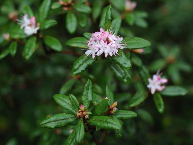 Rhododendron scabrifolium var. spiciferum. Photo by Christine O'Connor.