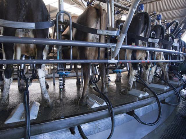 dairy_milkingshed.jpg