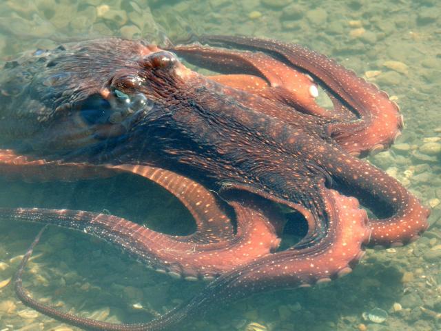 Macroctopus maorum is New Zealand’s largest inshore octopus species. Photo: ODT.