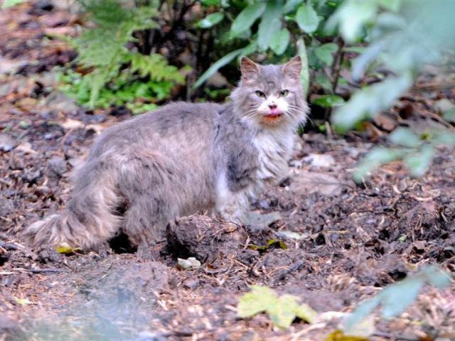 A feral cat pauses after being disturbed in the compost at Larnach Castle. Photo by Stephen...
