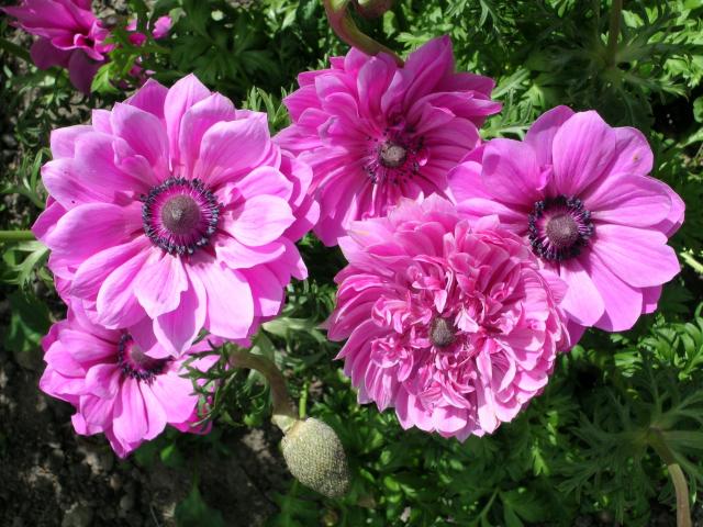 Anemones are hardy corms that grow well throughout Otago and Southland. Photo: Gillian Vine.