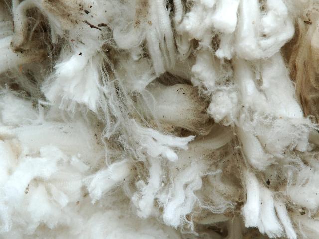Fine merino wool from Ashburton topped the South Island wool sale. Photo by Gerard O'Brien.