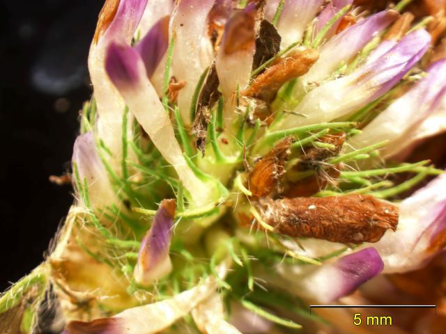 A red clover casebearer moth is seen in its case on the clover plant. Photo: supplied.
