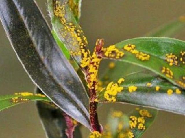 People were encouraged to be alert for signs of myrtle rust. Photo NZ Herald/file