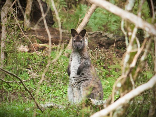 It is estimated wallabies could cost the South Island economy about $67 million over 10 years if...