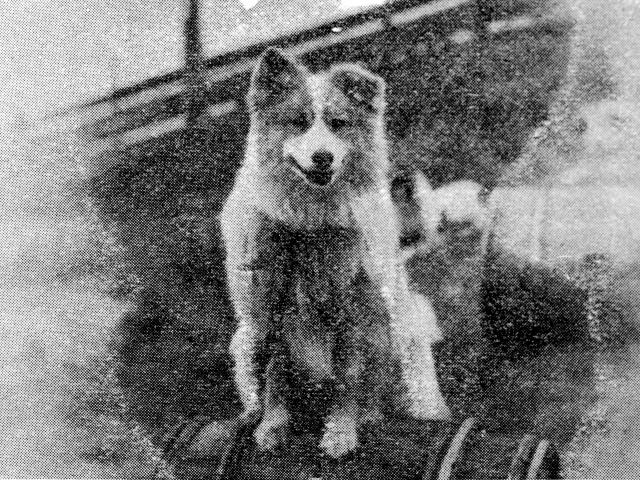 An Antarctic exploration dog pictured in the Otago Witness on July 24, 1901. Photo: ODT.