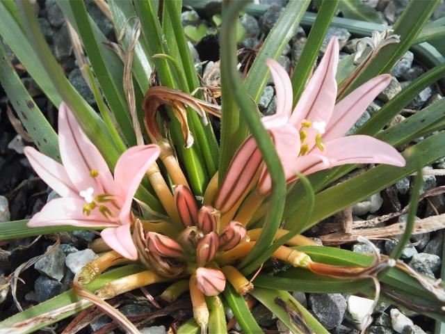 Asphodelus acaulis, from the mountains of Morocco and Algeria, is the only low-growing member of the genus. Photo: Gillian Vine Asphodelus acaulis, from the mountains of Morocco and Algeria, is the only low-growing member of the genus. Photo: Gillian Vine