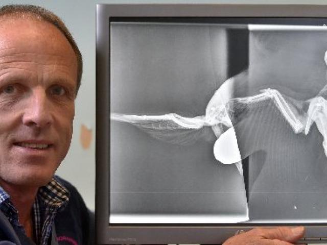 Inoperable injuries ... St Kilda Veterinary Centre veterinarian Dr Tony Malthus holds an X-ray of...