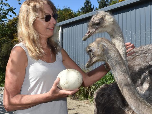 Northeast Valley woman Anna Milliken with her two pet ostriches Mabel (left) and Myrtle, who have...