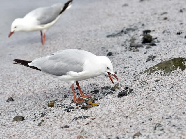 Red-billed gulls make the most of the bounty.