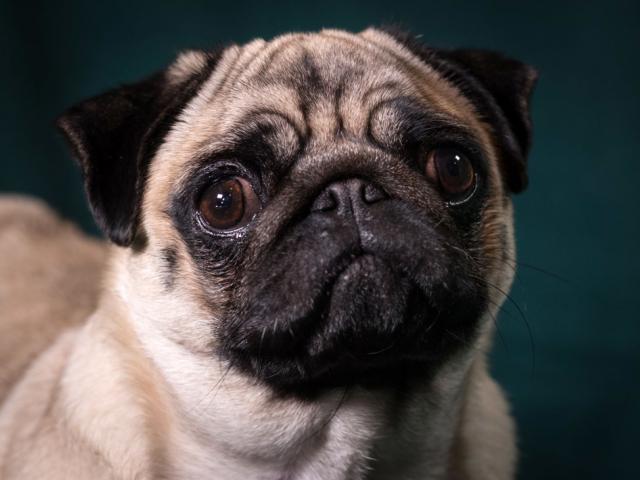 Trade Me has announced that it is banning the sale of pugs (pictured), British bulldogs and...