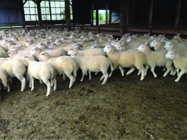 Avalon Ultimate lambs. Photos: Supplied