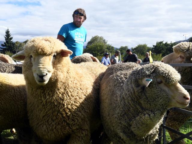 Cream of the crop ... Andrew Hore yards Romney and merino entries at the recent Wanaka A&amp;P...