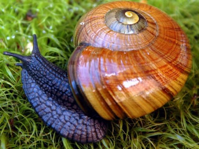 Powelliphanta snail. Photo: Doc