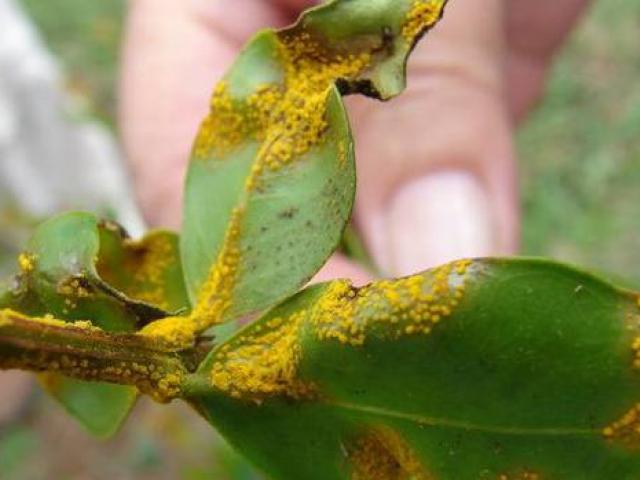 Myrtle rust is a fungus that poses a major threat to many myrtle species plants, including New...