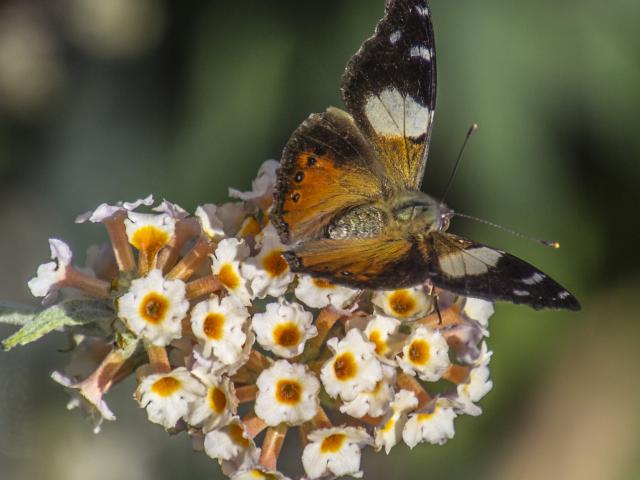 A yellow admiral or kahukowhai (‘‘yellow cloak’’) alighting on a bush — whose name eludes us — in...