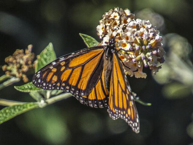 Our old friend, a monarch butterfly, also enjoying a meal in Gary’s garden. 