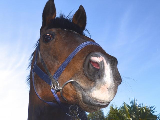 The sky is the limit for North Taieri sire Raise The Flag whose progeny are scoring stakes-race success in Australia. Photo: Jonny Turner