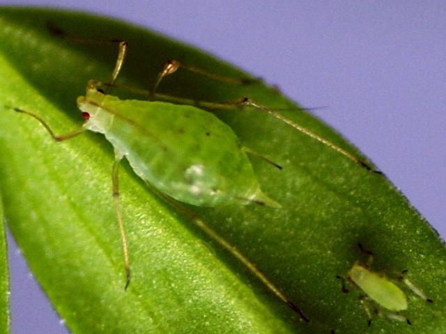 Aphids. Photo: Dr Peter Dearden