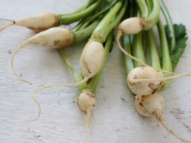 Try planting baby turnips and some bee-friendly plants this month.
