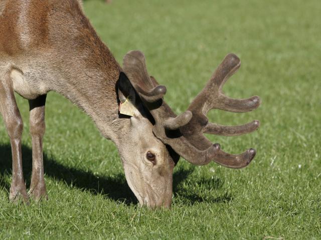 A red stag in velvet. Photo: Deer Industry New Zealand