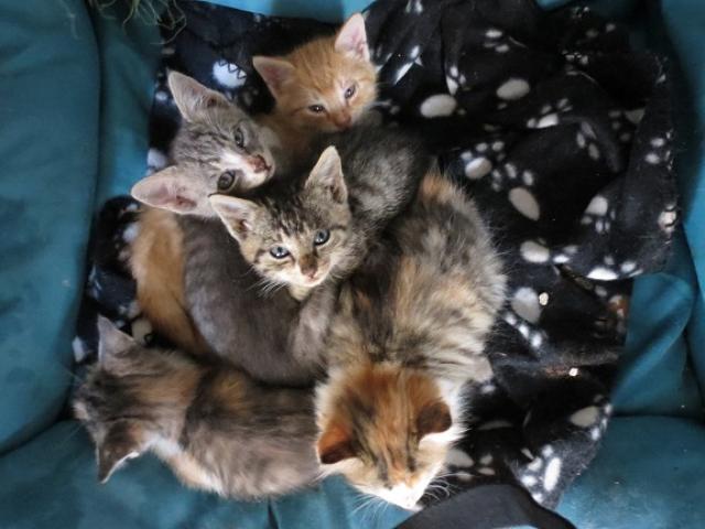 Some of the kittens recently rescued by Queenstown Cat Rescue. Photo: Scene