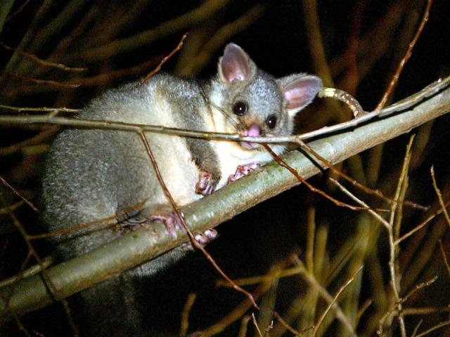 Animal rights activists are celebrating after a Waikato school cancelled its planned possum hunt....