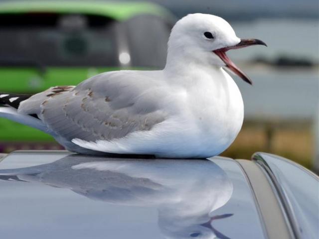 The red-billed gulls have caused trouble for Countdown Oamaru by nesting on the roof. PHOTO: ODT...