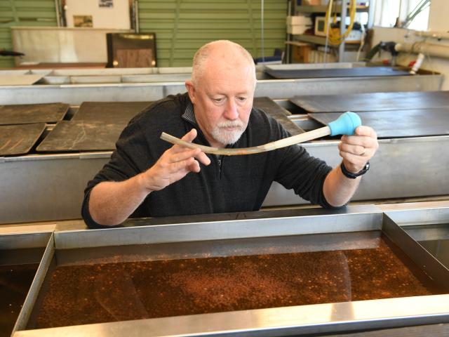 Dunedin Community Salmon Trust chairman Steve Bennett checks eggs which were fertilised before...