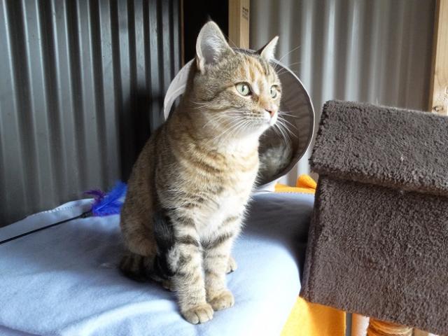Landlords Cracking Down On Cats In Queenstown Otago Daily Times Online News