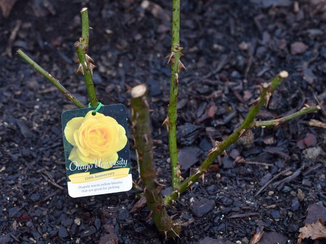 The rose was released to celebrate the university’s 150th anniversary.