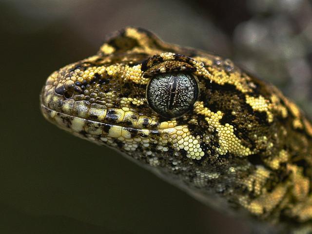 The rare Tautuku forest gecko is one of several notable species to be found in and near the Lenz...
