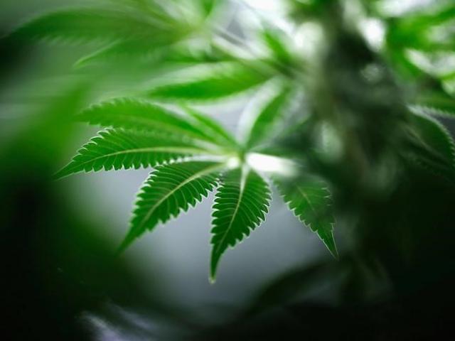 Medical marijuana is legal in Canada. Photo: Reuters