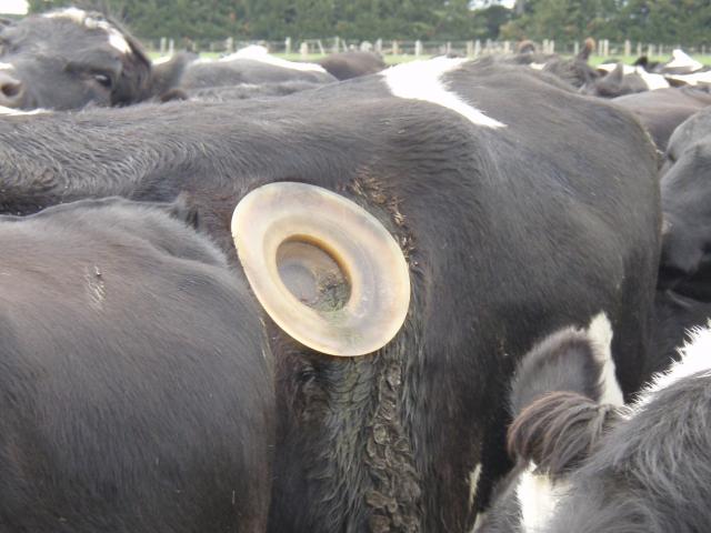 A fistulated cow at a Lincoln University facility in 2008. Photo: Jasmine Gillespie-Gray